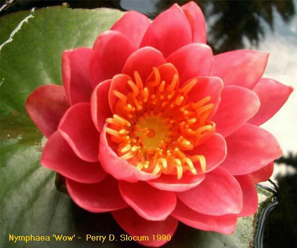 Nymphaea 'Wow'